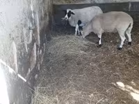 Beran, Dorper sheep — foto 4