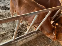 İnək, Simmental cattle — foto 5