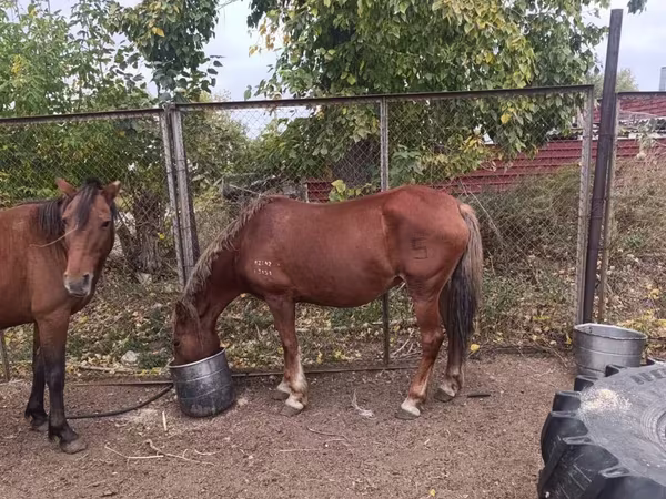 Égua, Cavalos