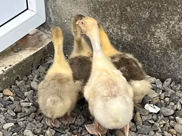 Geese — Azərbaycan