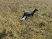 Sheep, Romanov sheep — photo 1