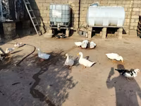 American Pekin — photo 3