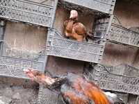 Chickens — الصورة 2