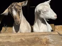 Koza, Saanen goat — foto 3