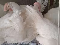 Chickens — foto 1