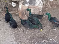 Kayıqa — foto 4