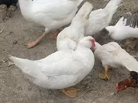 Ducks — फ़ोटो 1