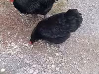 Chickens — foto 3
