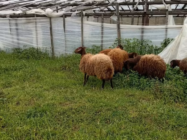 母羊, Sheep