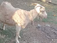 Goat, Dutch Landrace goats — photo 5