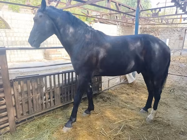 Kůň, Friesian sport horse
