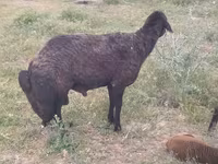 Ram, Karakul sheep — photo 3