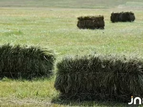 Խառը խոտի ևՅոնջեն տուկ