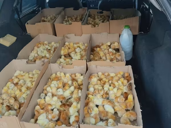 Chickens — Azərbaycan