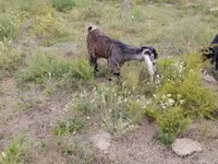 Sheep (batch, sex not specified), Sheep — photo 4