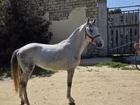 Horse (M), Karabakh horse — photo 3