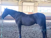 Kůň, Budyonny horse — foto 2
