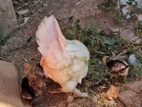 Chickens — photo 4