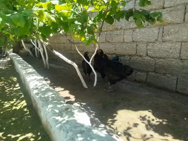 Australorp — Azerbaijan