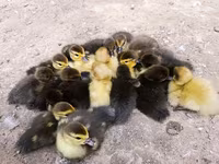 Ducks — Foto 2