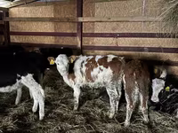 Cow, Simmental cattle — photo 1