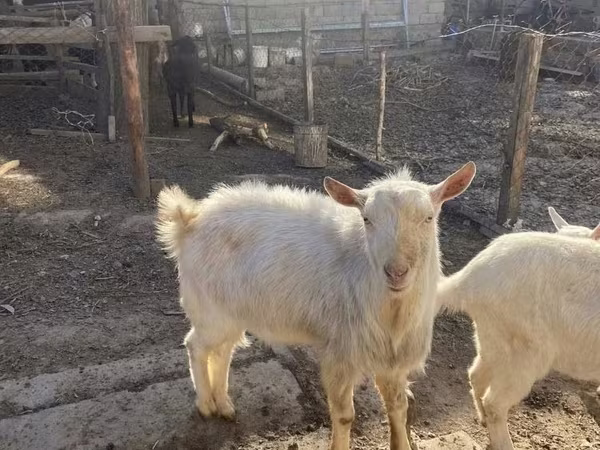 Cabro, Cabras