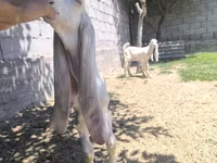 Kozioł, Gulabi goats — zdjęcie 3