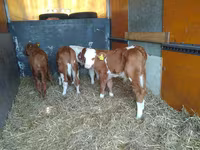 Bulle, Simmental cattle — Foto 2