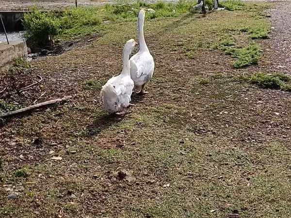 Geese — Azerbaijan