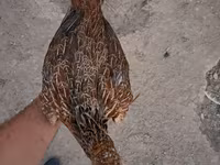 Guinea fowl — foto 1