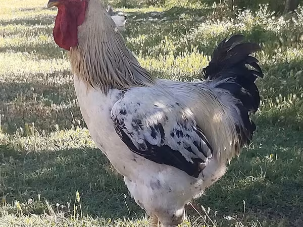 Chickens
