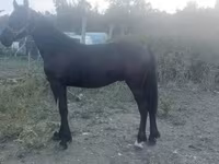 Kůň, Friesian — foto 3