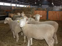 Widder, Dorset horn sheep — Foto 2