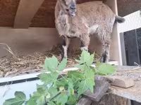 बकरी, Dutch Landrace goats — फ़ोटो 2