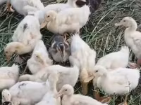 Alman Pekin — foto 1