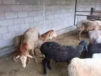 Ovce, Rhon sheep — foto 2