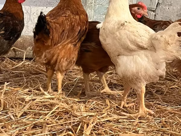 Chickens — Azərbaycan