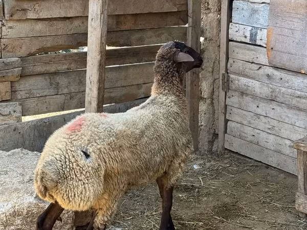 Qoç, Qoyunlar