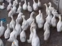 Ducks — photo 3
