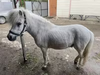 Koń, Konie — zdjęcie 2