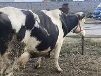 Kuh, Holstein-Rasse — Foto 6