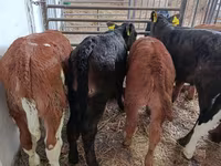 Cow, Limousin cow — photo 5