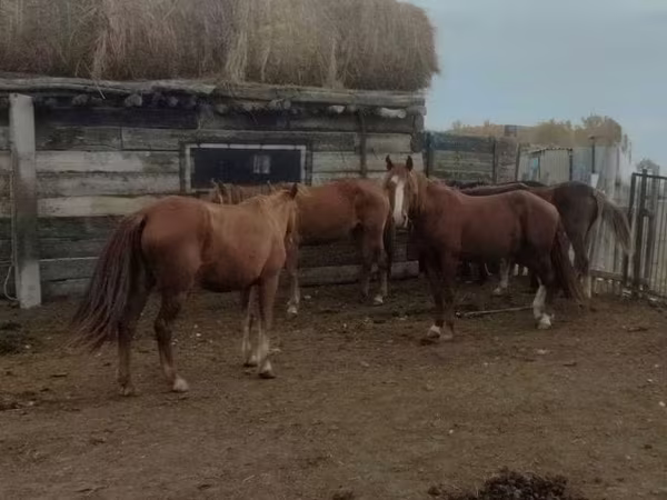 Koń, Konie