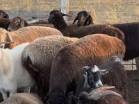 Sheep, Edilbay sheep — photo 4