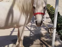 Caballo, Shetland Pony — foto 1