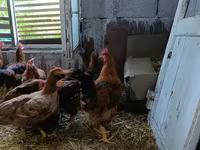 Chickens — الصورة 2