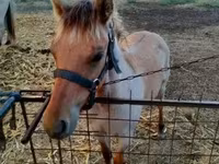 Kůň, Welsh Cob — foto 1