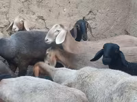 Ovelha, Arashan sheep — foto 4