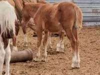 公马, Horses — 照片 2
