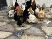 Chickens — الصورة 1